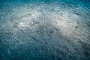 Madeira: Dykking med piggrokker i Caniçal