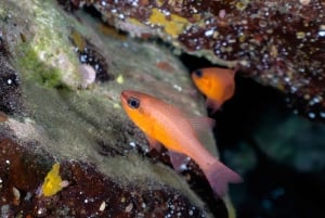 Madeira: Dykking med piggrokker i Caniçal