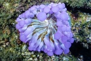 Madeira: Dykking med piggrokker i Caniçal