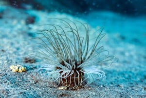 Madeira: Dykking med piggrokker i Caniçal