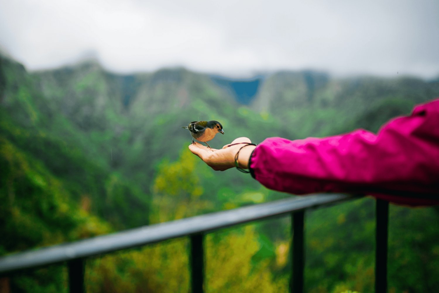 Madeira: East Tour with Pico do Arieiro Sunset