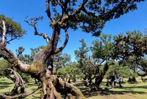 Madeira: un'esperienza surreale nell'ovest