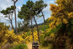 Madeira: Trail Thrill Buggy Tour