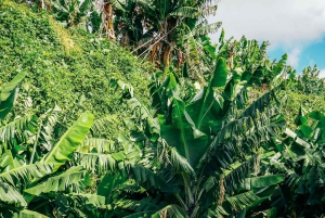 Madeira: Vespa primavera 125cc Aluguer 24 horas