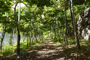 Madeira - Vineyard Tour Wine Tasting - Included