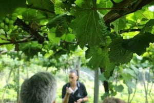 Madeira - Vineyard Tour Wine Tasting - Included