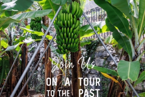 Madeira: VW Van Tours descubra o sudoeste da Madeira com conforto exclusivo