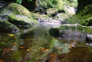 Madeira: Walking Tour Levada do Rei/Ribeiro Bonito