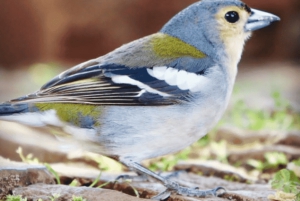 Madeira: Tour a pie por Rabaçal/25 Fontes