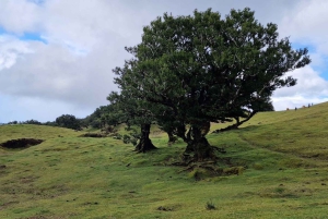 ファナルの森を含むマデイラ西島 1 日ツアー