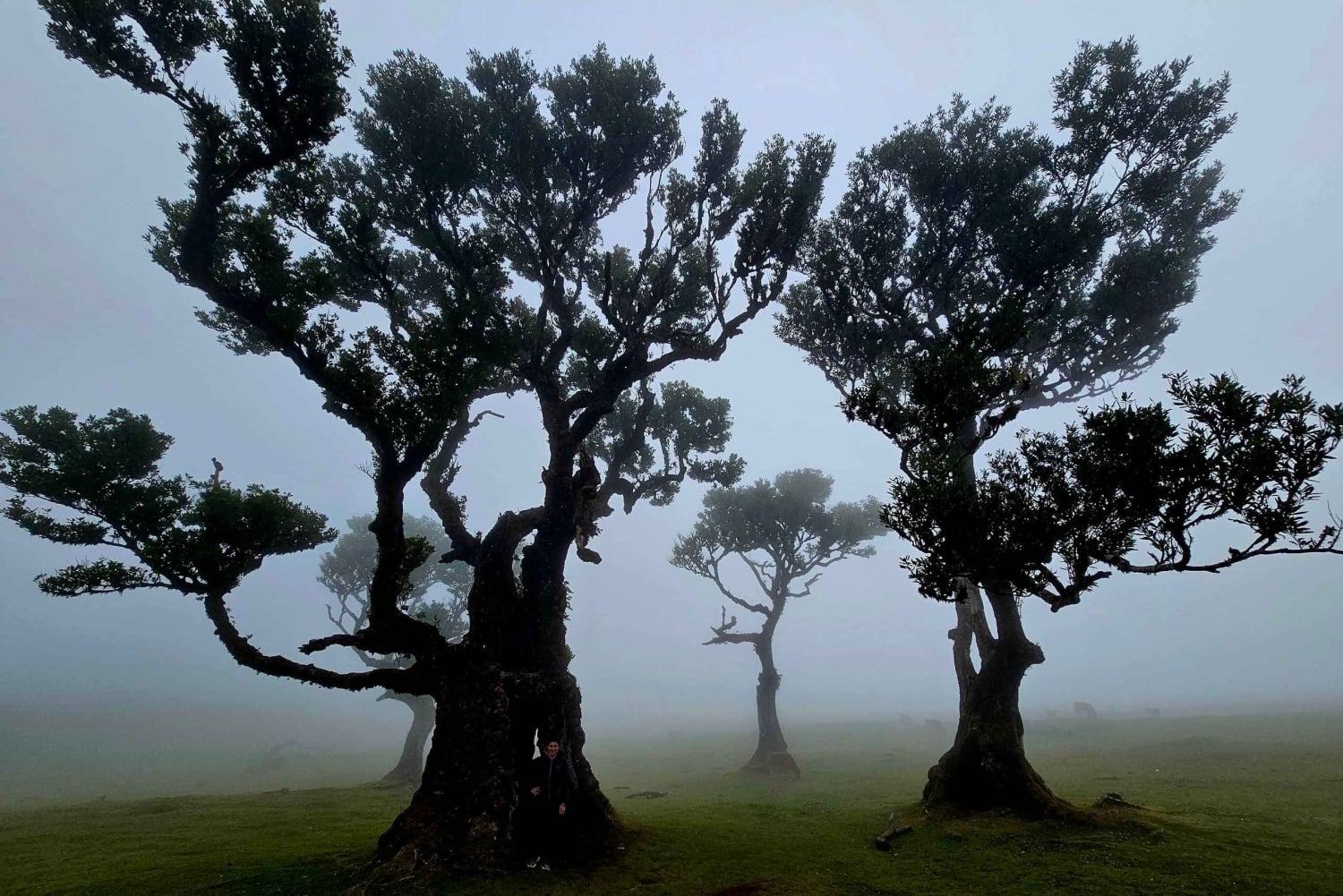 Madeira West Jeep Tour – Fanal, Seixal, naturliga pooler och små grupper