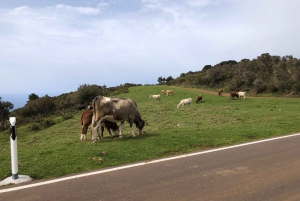 Madeira West Safari - Porto Monizin luonnon laava-altaat