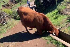 Madeira West Safari - Porto Monizin luonnon laava-altaat