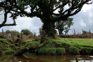 Madeira: West Side Jeep Tour with Lavapool Swim