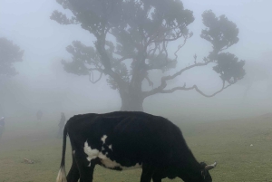 Madeira: Jeeptur på västra sidan med bad i Lavapool