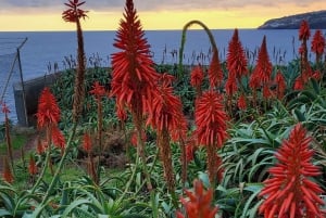 Cabo Girão, Seixal, Porto Moniz & more – Full Day + PickUp