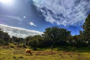 Madeira: Western Madeira Guided Trip & Fanal Mystic Forest