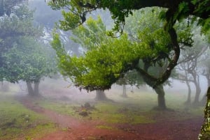 Madeira: Western Madeira Guided Trip & Fanal Mystic Forest