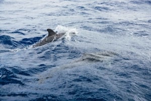 From Machico: Madeira Whale and Dolphin Watching Boat Tour