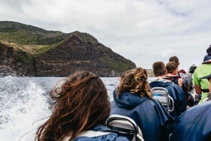 From Machico: Madeira Whale and Dolphin Watching Boat Tour