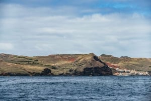 From Machico: Madeira Whale and Dolphin Watching Boat Tour