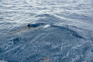 From Machico: Madeira Whale and Dolphin Watching Boat Tour