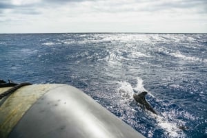 From Machico: Madeira Whale and Dolphin Watching Boat Tour