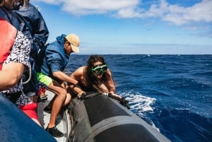 From Machico: Madeira Whale and Dolphin Watching Boat Tour