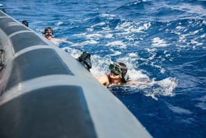 From Machico: Madeira Whale and Dolphin Watching Boat Tour