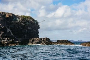 From Machico: Madeira Whale and Dolphin Watching Boat Tour