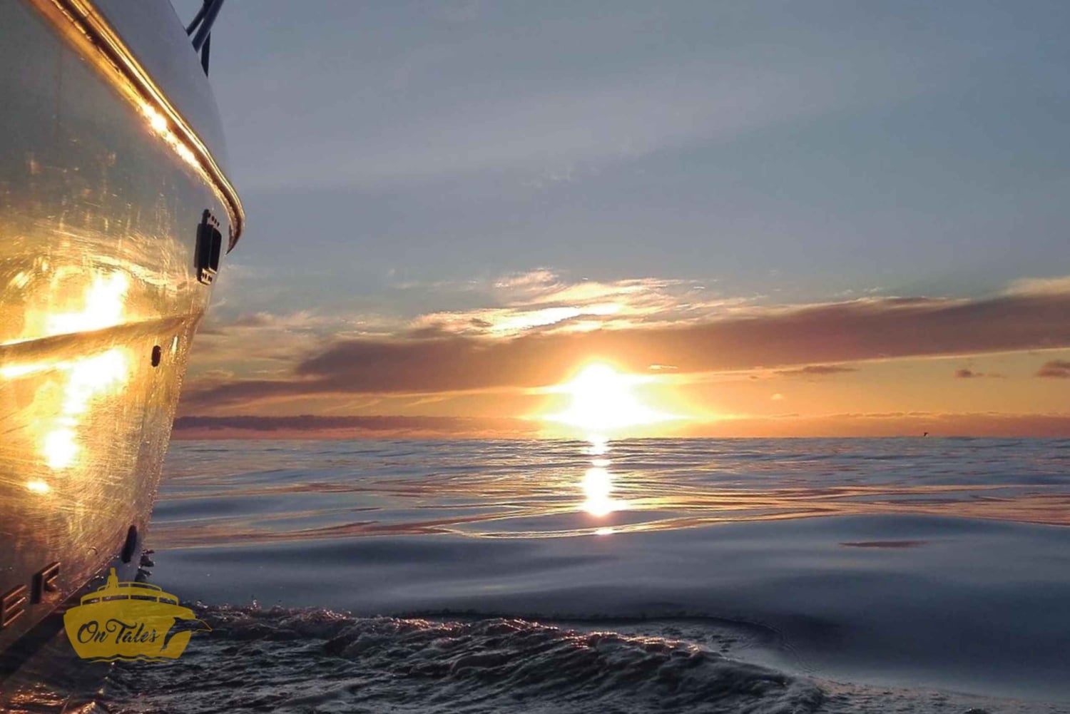 Madeira: Cruzeiro privado de observação de baleias e golfinhos