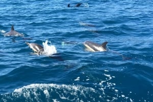 Madeira: Whale and Dolphin Watching Private Cruise