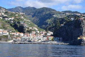 Madeira: Whale and Dolphin Watching Private Cruise