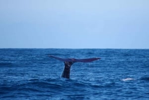 Madeira: Whale and Dolphin Watching Private Cruise