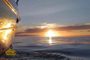 Madeira: Cruzeiro privado de observação de baleias e golfinhos