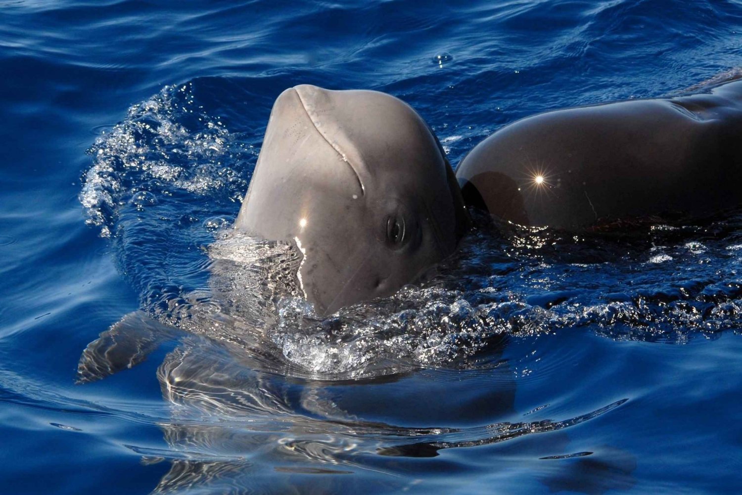 Madeira: Whale and Dolphin Watching Tour