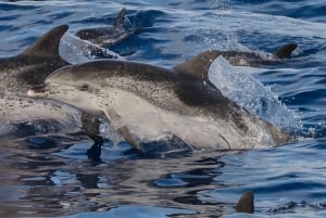 Madeira: Valaiden ja delfiinien katselu