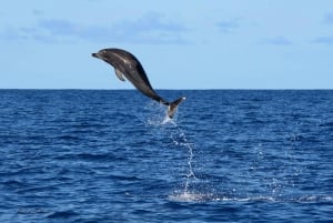 Madeira: Valaiden ja delfiinien katselu