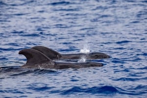 Madeira: Valaiden ja delfiinien katselu