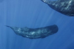 Madeira: Valaiden ja delfiinien katselu