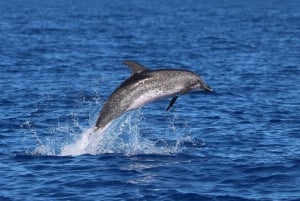 Madeira: Valaiden ja delfiinien katselu