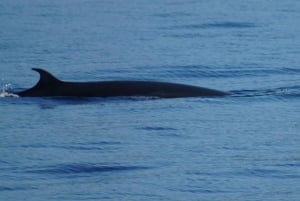 Madeira: Valaiden ja delfiinien katselu