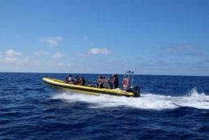 Madeira: Valaiden ja delfiinien katselu