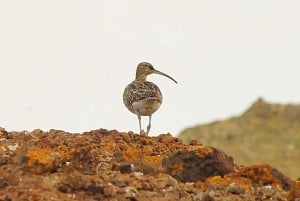 Madeira: Valaiden ja delfiinien katselu