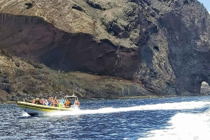 Madera: wycieczka z obserwacją wielorybów i delfinów