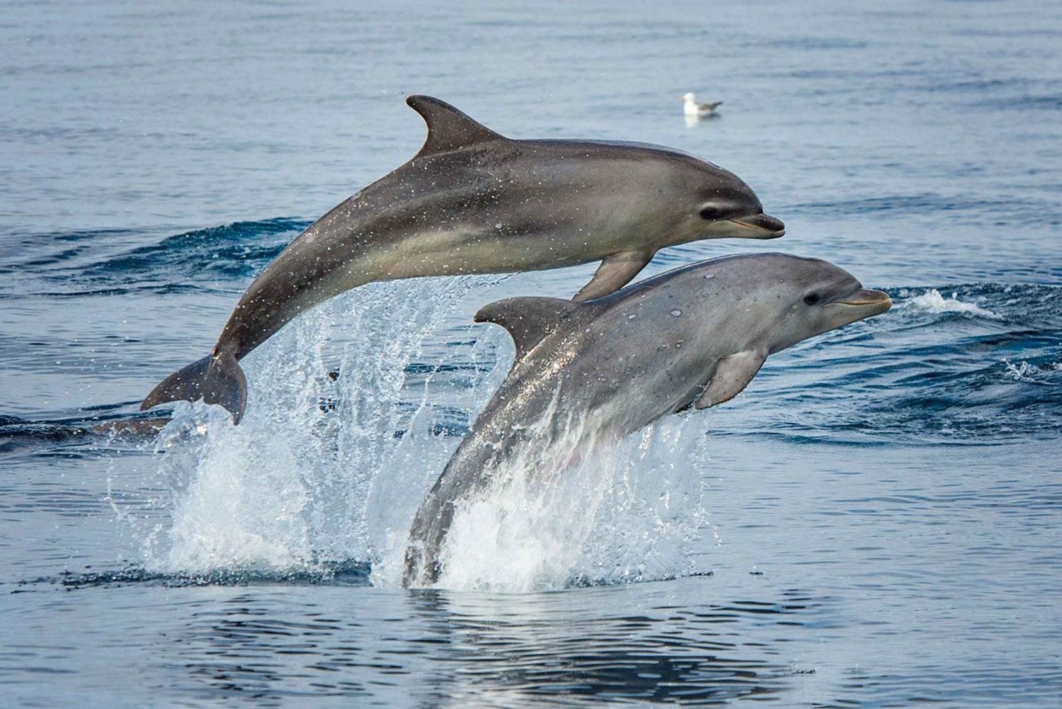 Madeira: Whale Watching Tour by Stenella