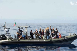 Madeira: Whale Watching Tour by Stenella