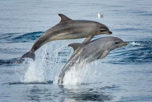 Madeira: Whale Watching Tour by Stenella