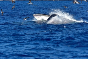 Madeira: Whale Watching Tour by Stenella