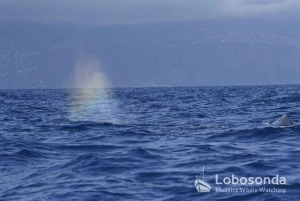 Madeira: Whale Watching Tour by Stenella